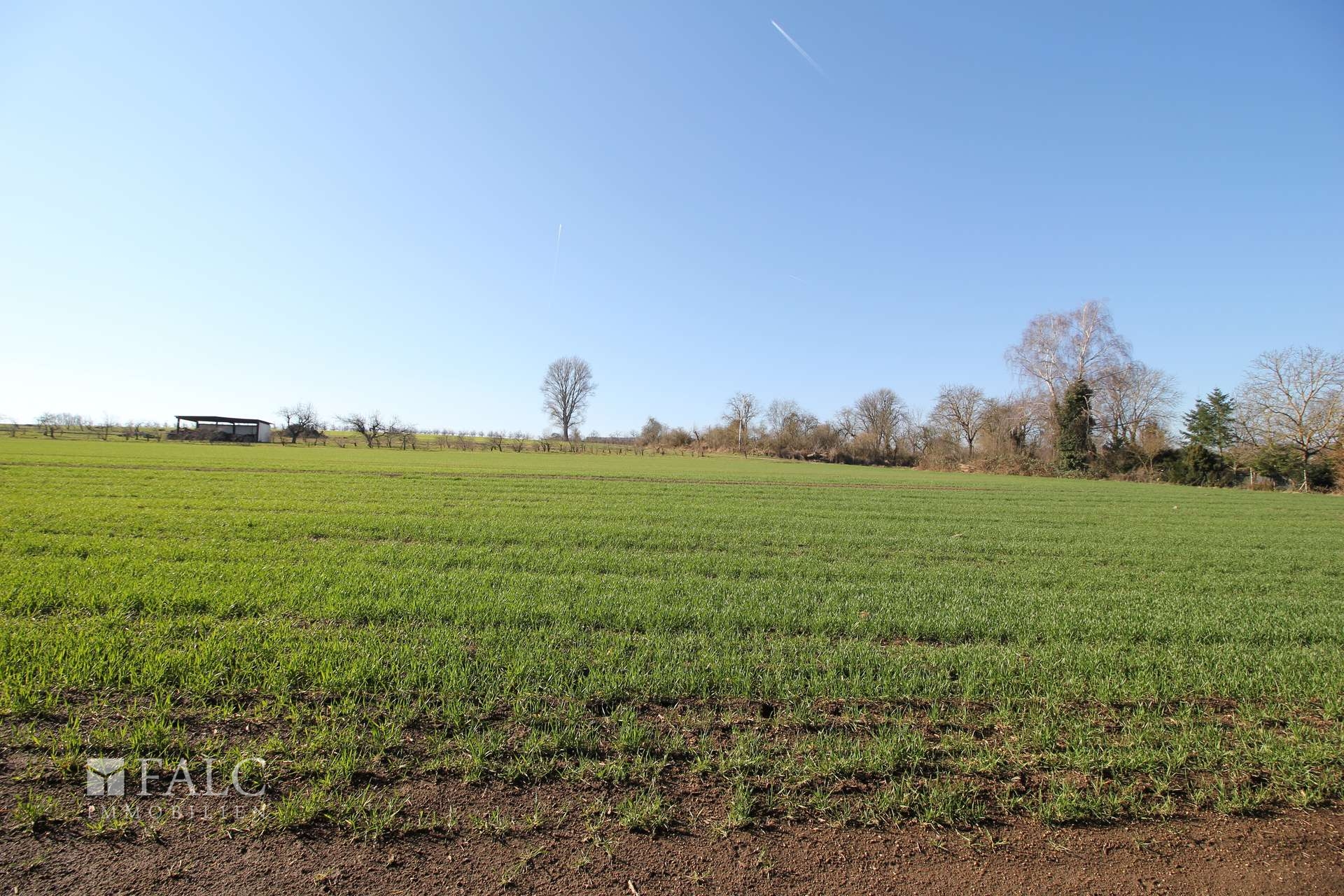 Blick ins Feld