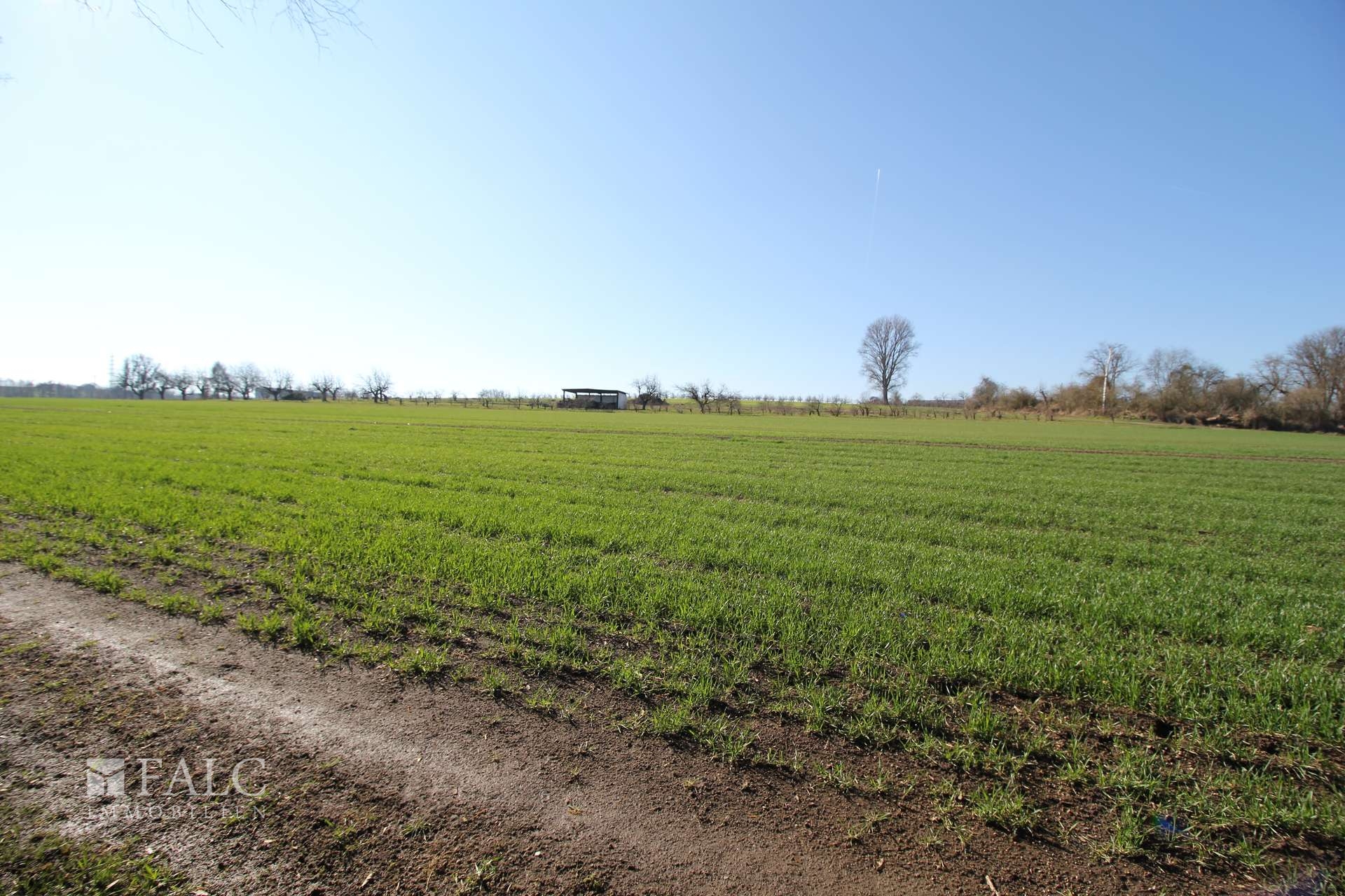 Blick ins Feld