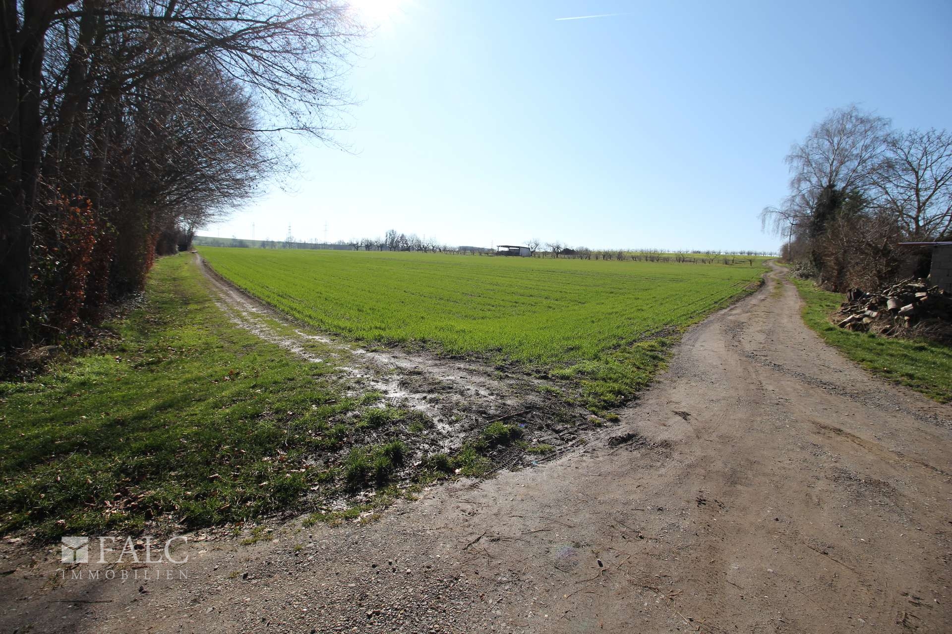 Blick ins Feld