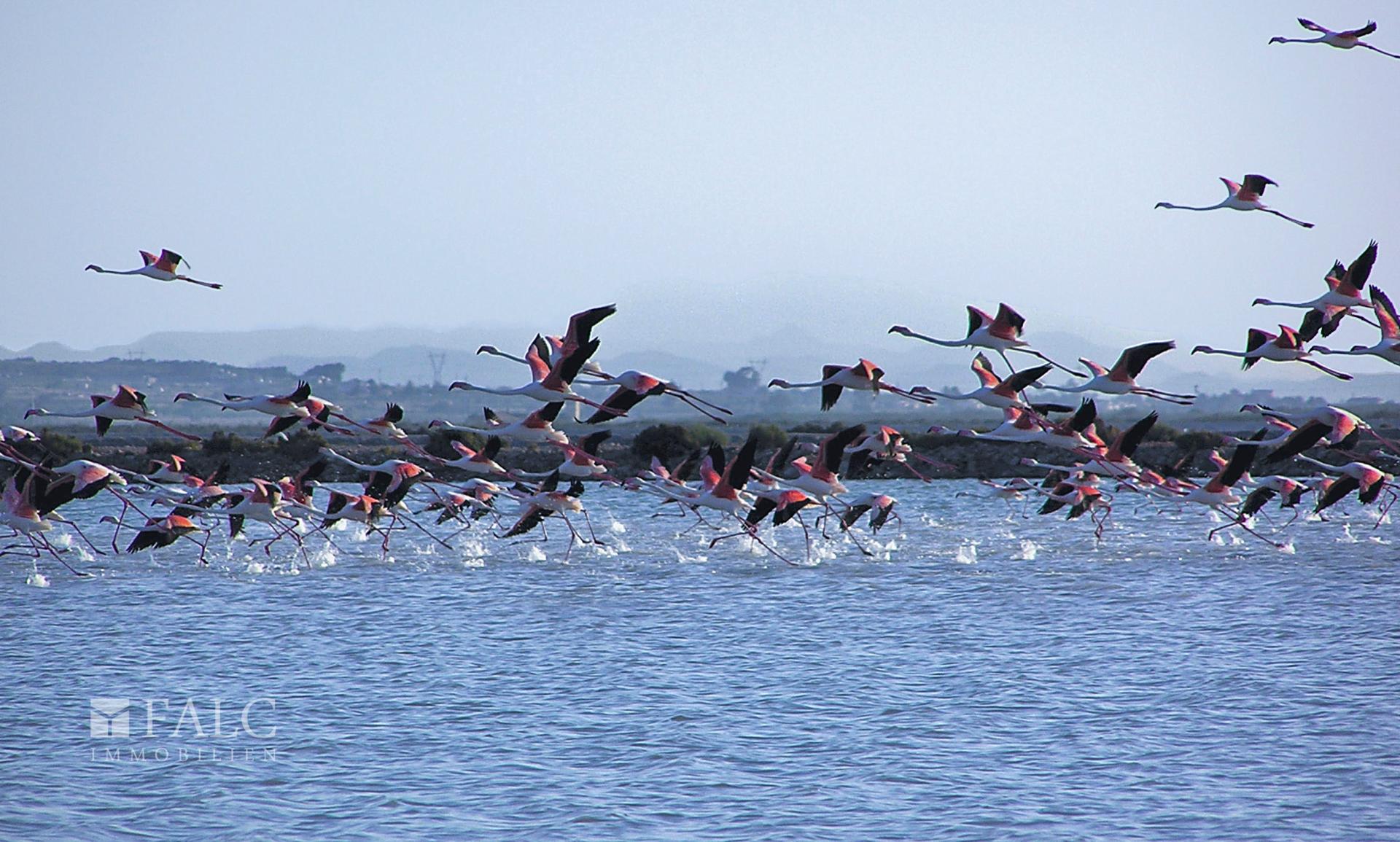 Flamingoes