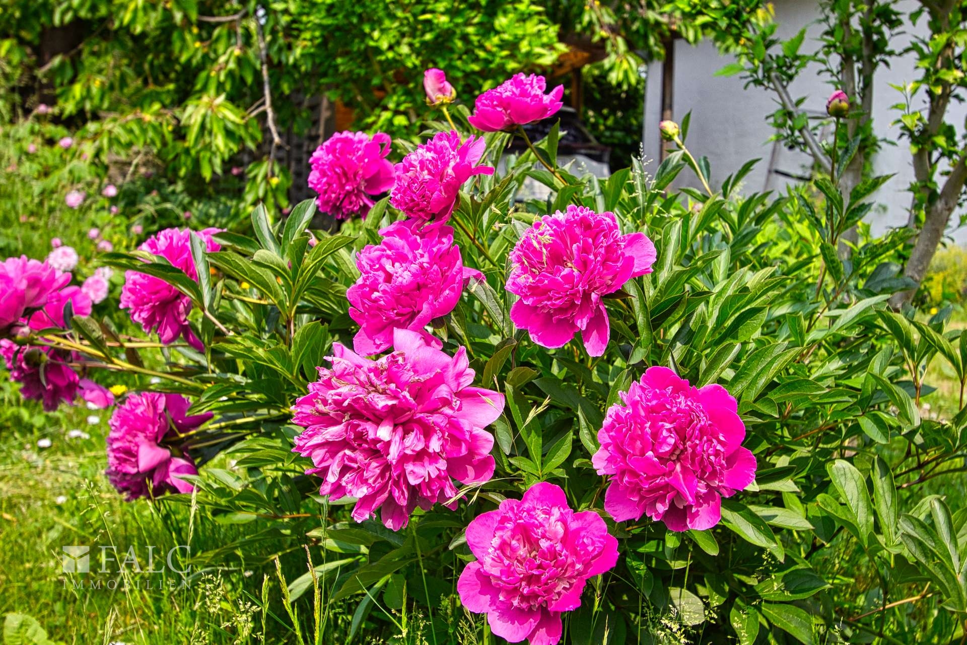 Gruß aus dem Garten