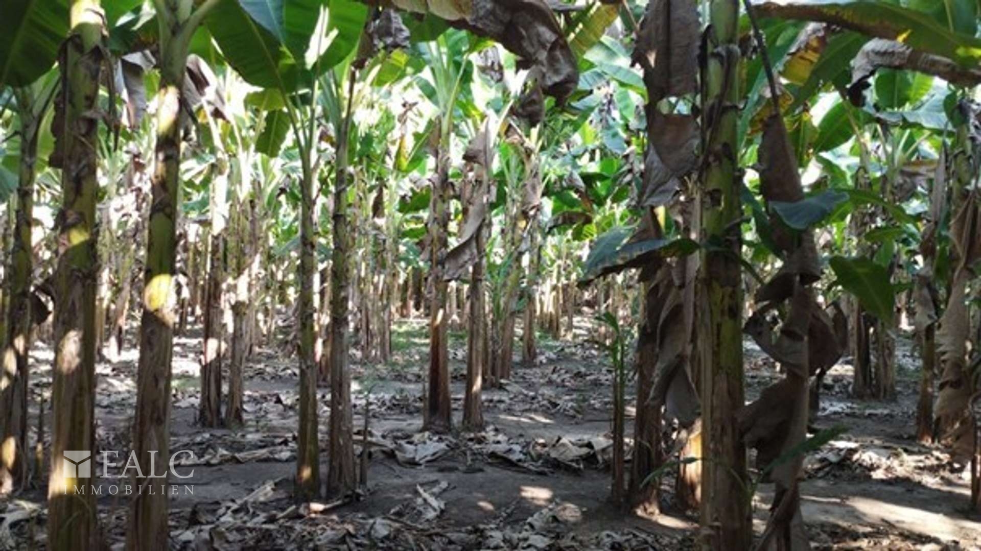 Plantage