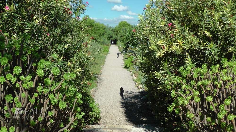 finca-santa-margalida-22