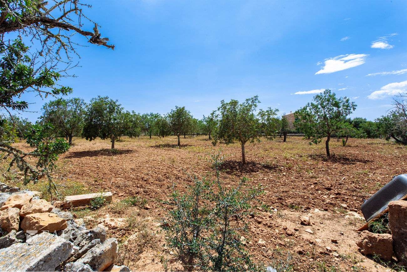 Terreno_M_14_Felanitx_14_Low