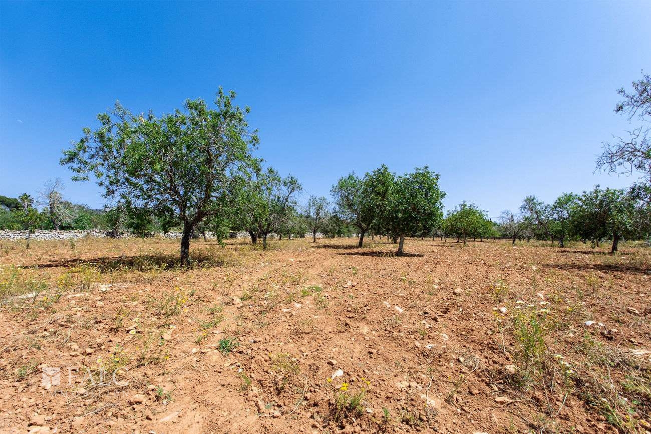 Terreno_M_14_Felanitx_07_Low