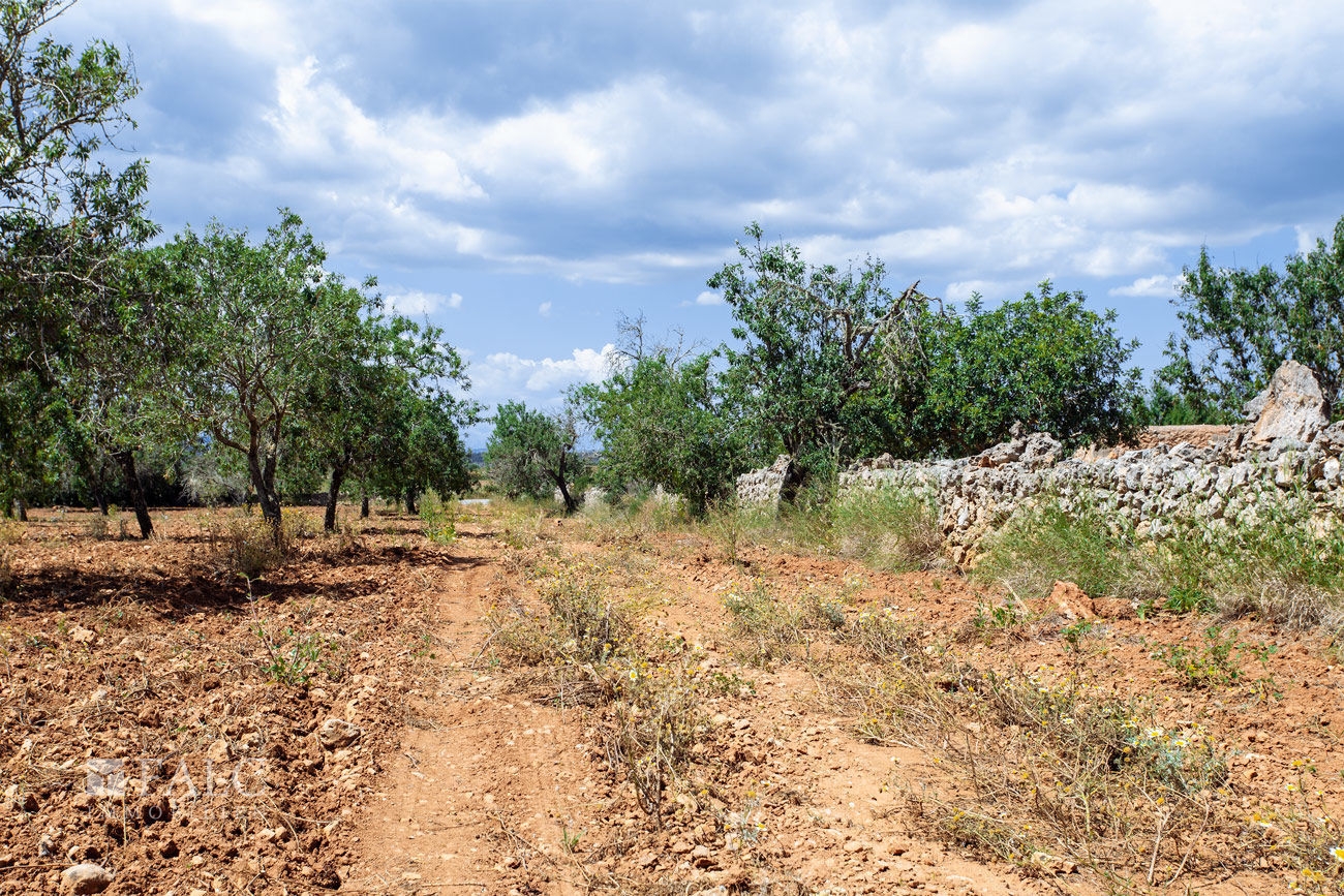 Terreno_M_14_Felanitx_04_Low