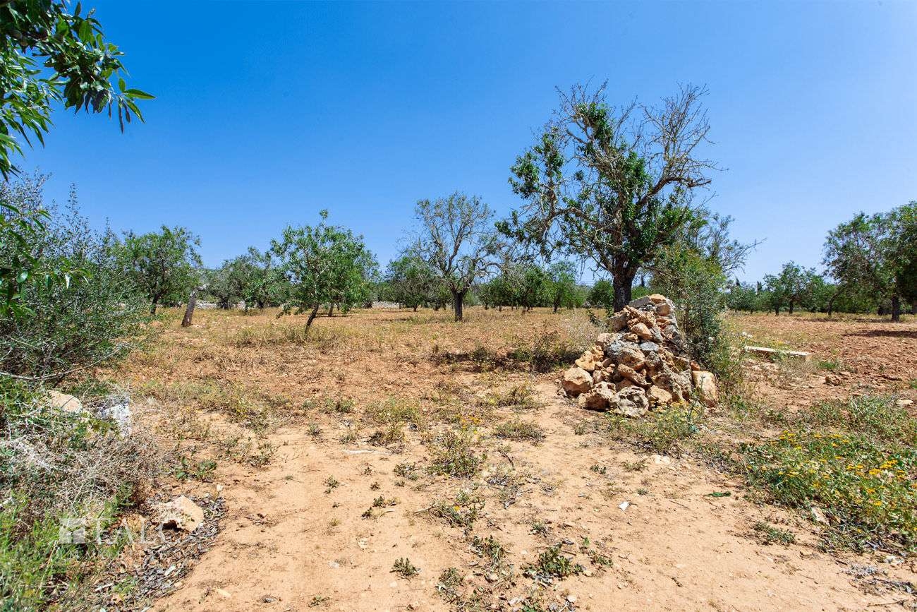 Terreno_M_14_Felanitx_15_Low