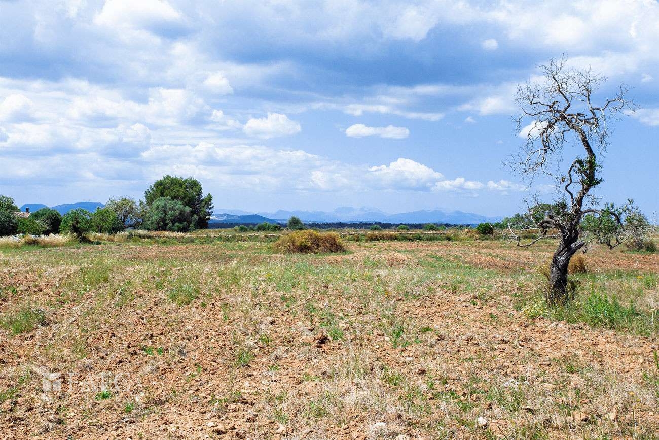 Terreno_M_14_Felanitx_22_Low