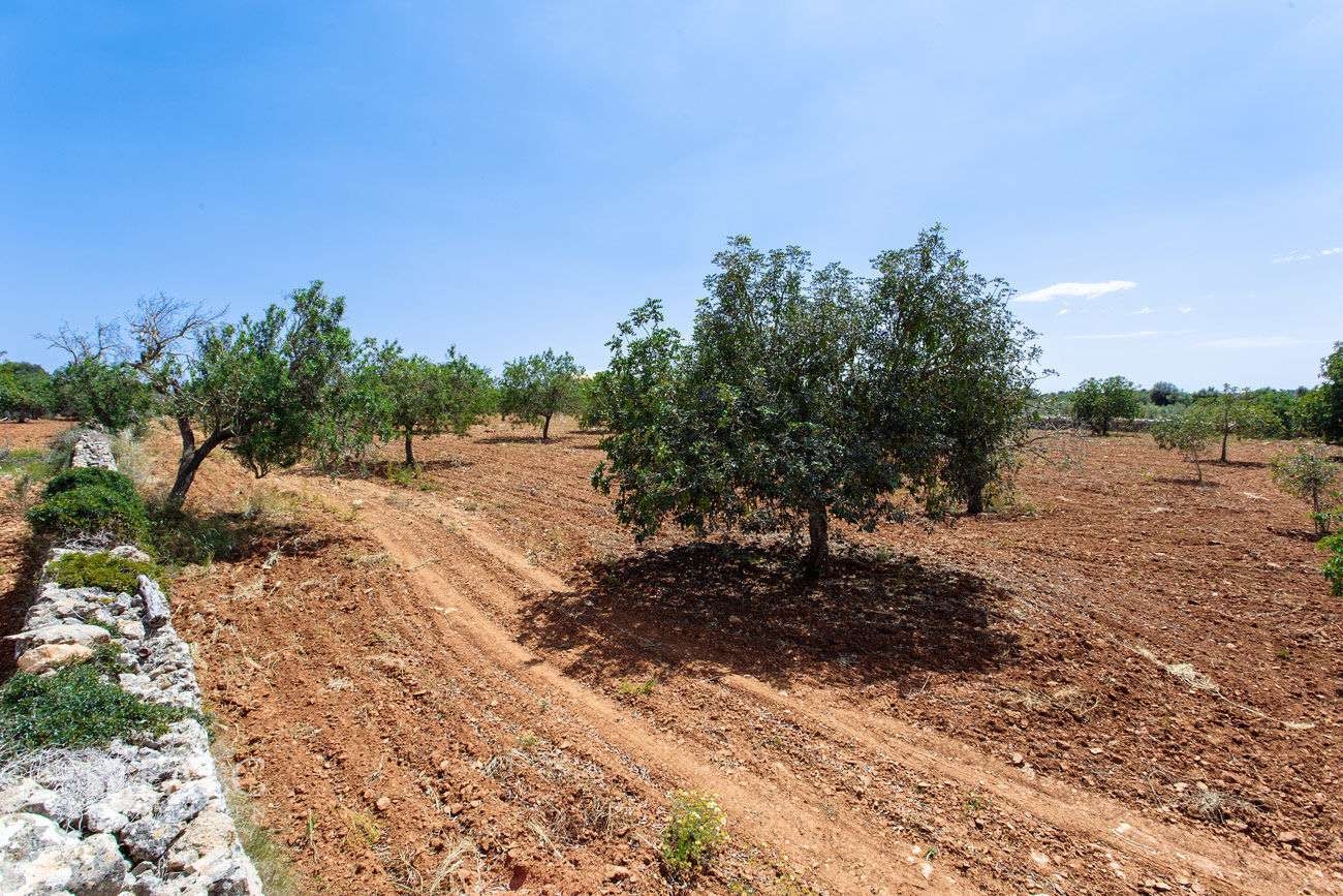 Terreno_M_14_Felanitx_06_Low