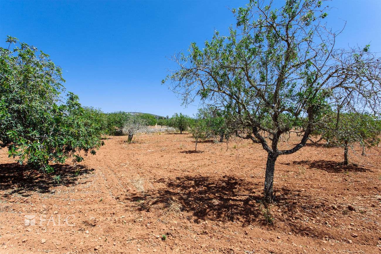 Terreno_M_14_Felanitx_20_Low