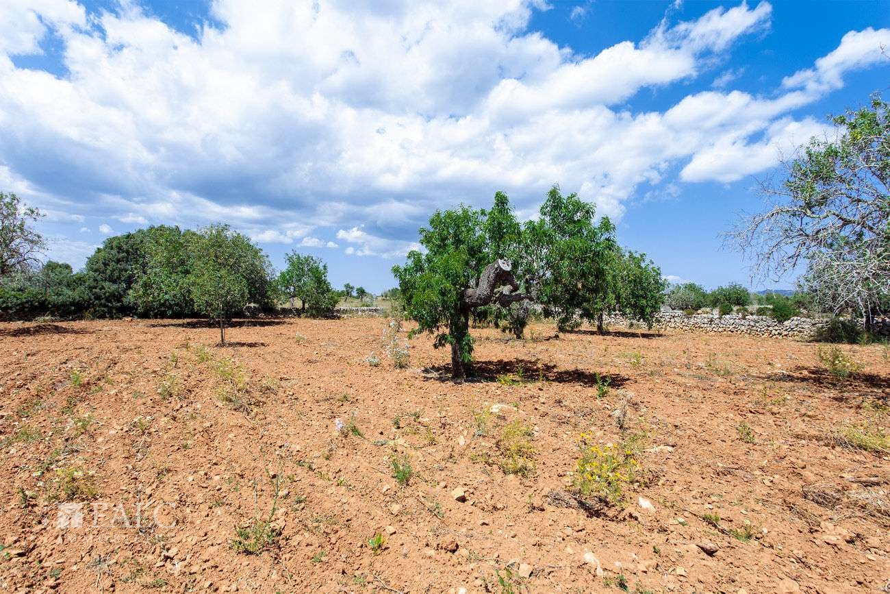 Terreno_M_14_Felanitx_18_Low