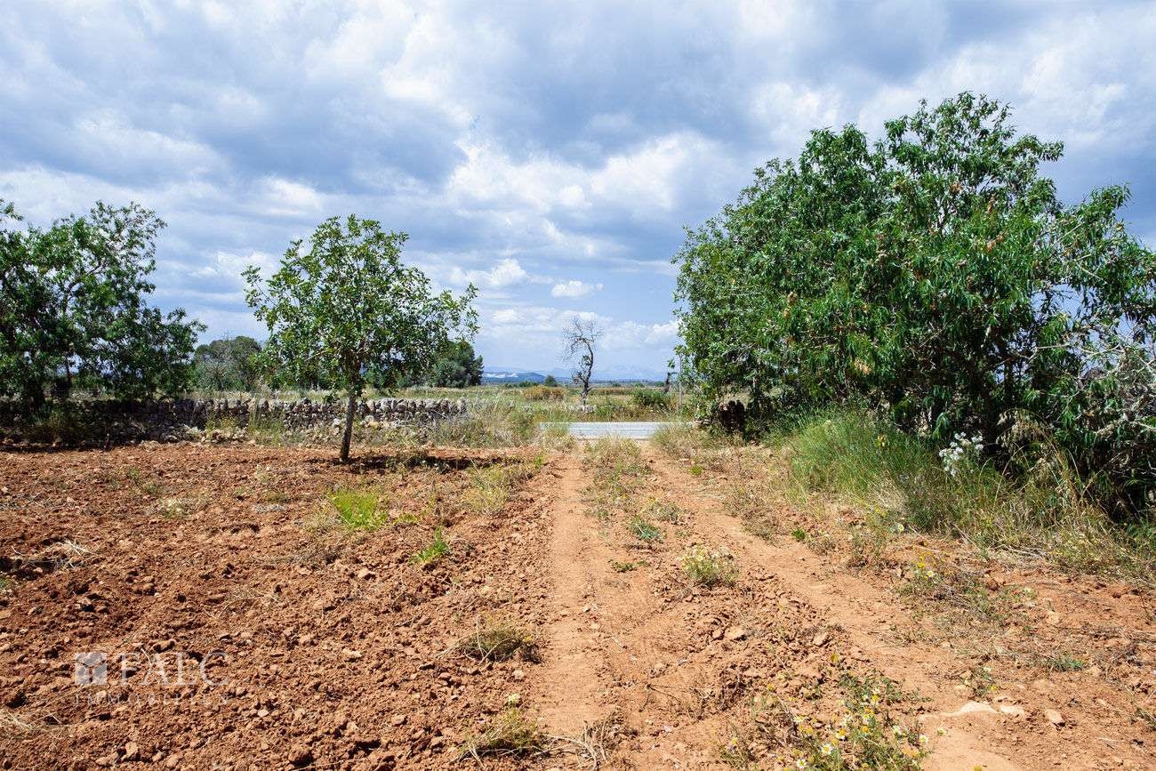 Terreno_M_14_Felanitx_03_Low