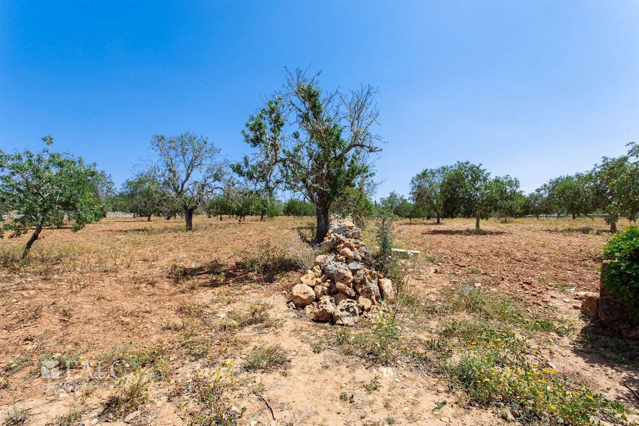 Terreno_M_14_Felanitx_13_Low