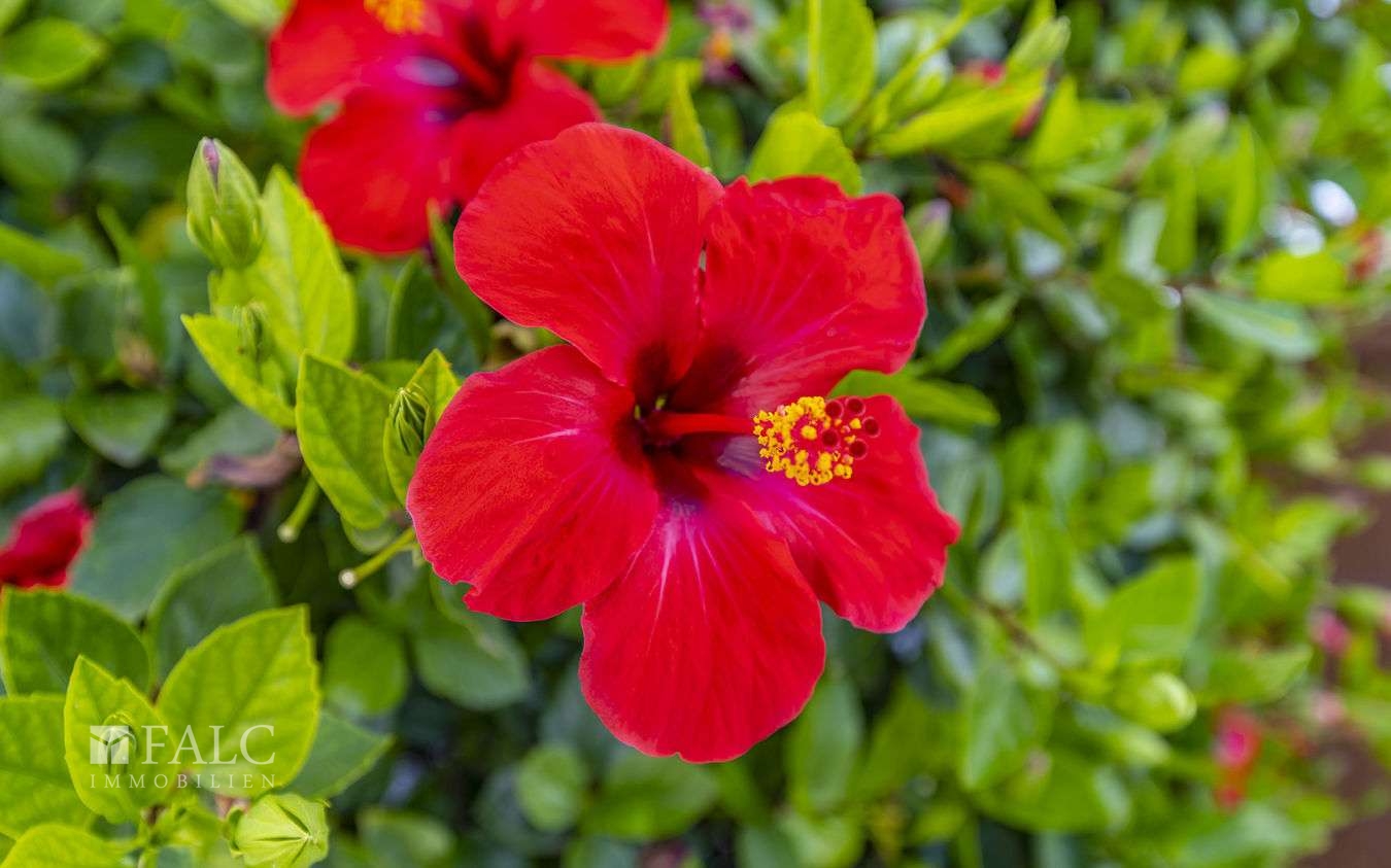 duplex-puerto-andratx-30