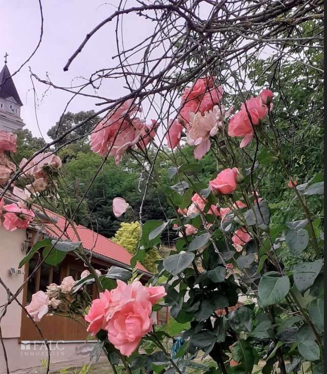 CM1407 auswander-ungarn-Garten