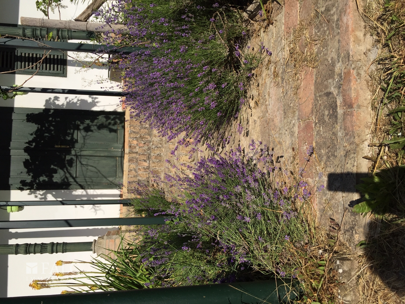 Garden - entrance to Suite unit