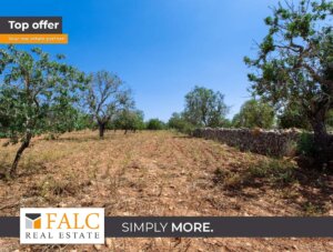 Baugrundstück mit Trockensteinmauern und altem Baumbestand in Felanitx